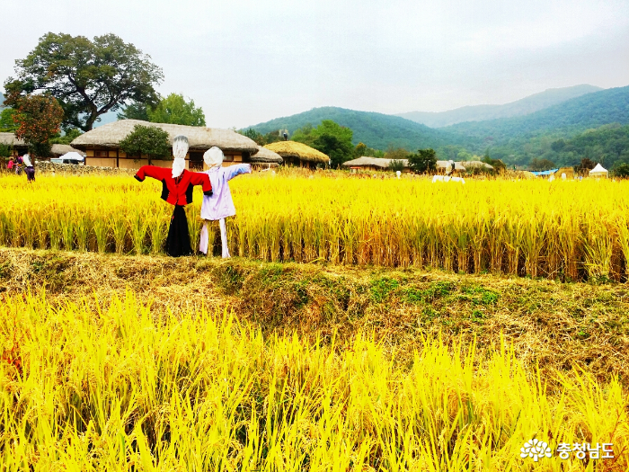 쌀알이익어가는외암민속마을 4