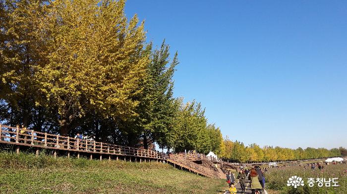 아산 단풍 명소 곡교천 은행나무길 사진