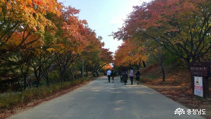 불타는 천안 독립기념관 단풍나무숲길 사진