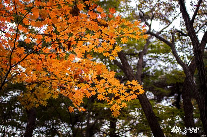 가을가을한 칠갑산 가을산행 사진