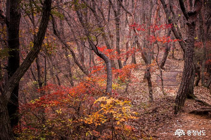 가을가을한 칠갑산 가을산행 사진