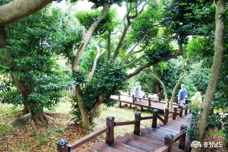 천연기념물 136호 상록수림의 동백나무