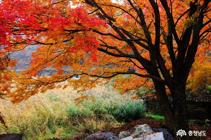 단풍나무와 갈대의 모습이 아름다운 가을을 그려준다.