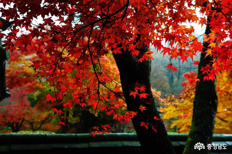 아름다운 마곡사의 단풍이 최고의 가을을 그려준다.
