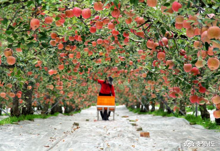아름다운 사과나무 터널