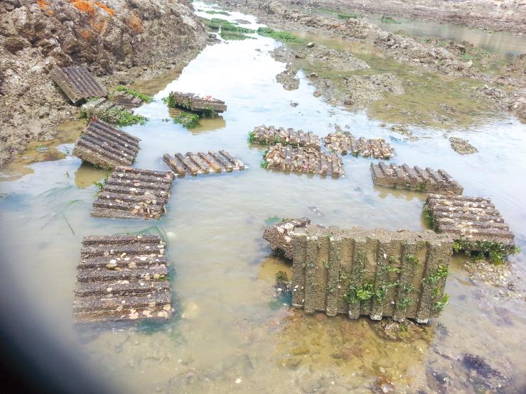 태안 곰섬공동체가 투입한 인공어초에 해삼 종묘가 매달려 있다.