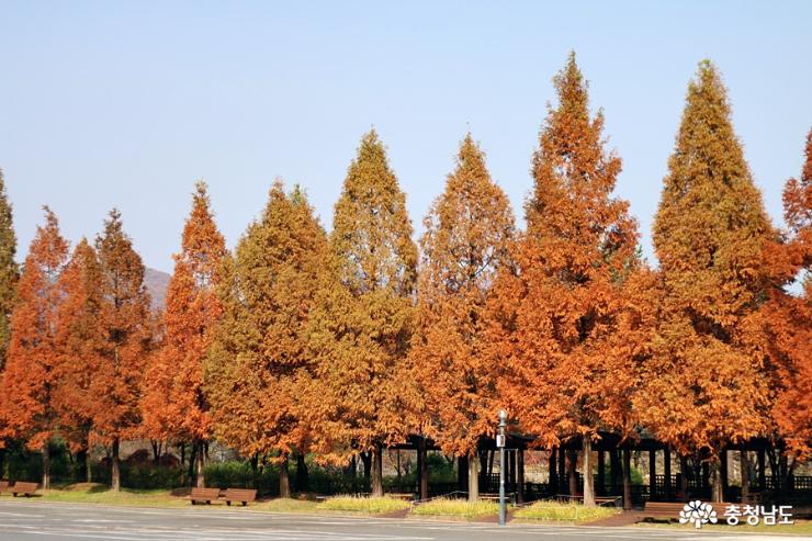 가을빛금강자연휴양림 2