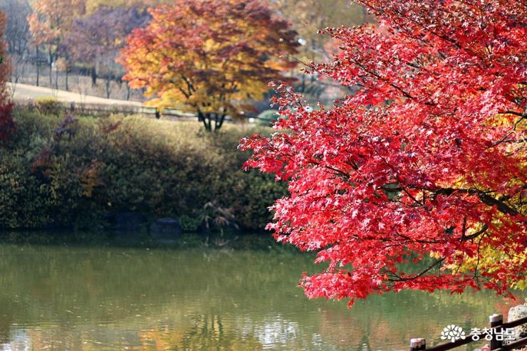 가을빛금강자연휴양림 5