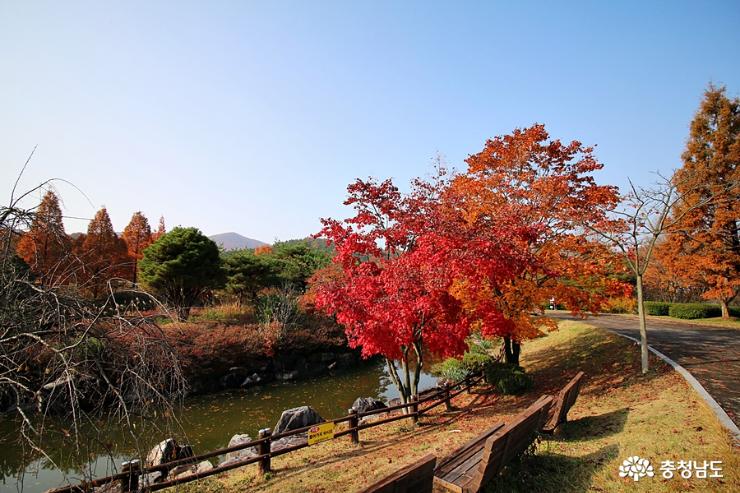 가을빛금강자연휴양림 6