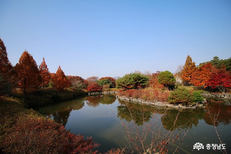 가을빛  금강자연휴양림 사진