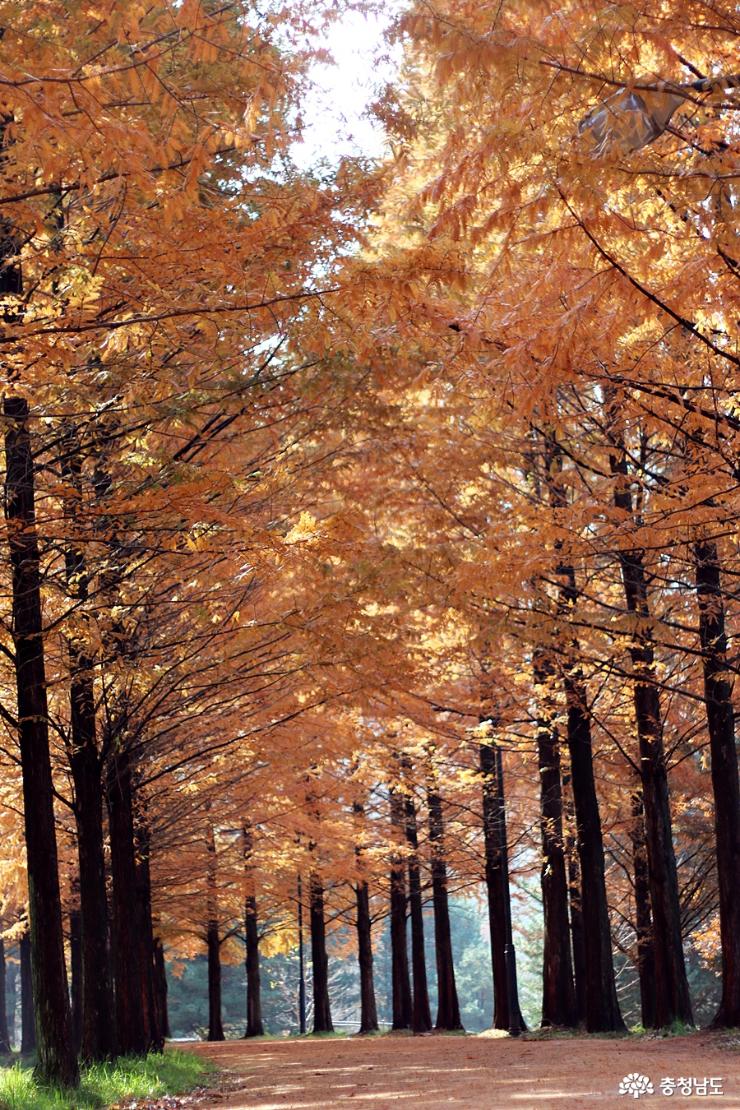 가을빛금강자연휴양림 9