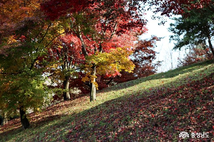 가을빛금강자연휴양림 12