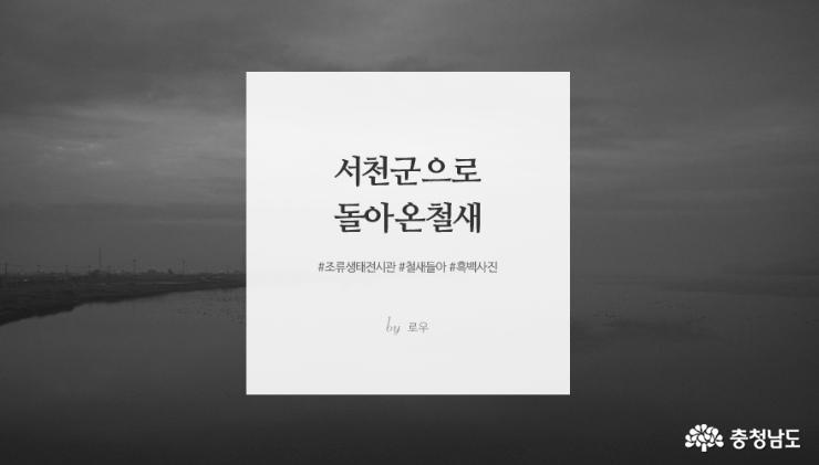 서천으로 돌아온 철새들 (흑백사진)