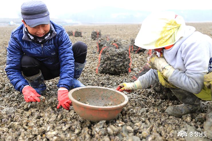 충남 서해 겨울의 축복, 태안 자연산 굴의 진미 사진