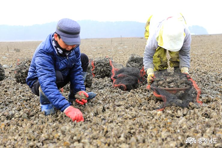 충남 서해 겨울의 축복, 태안 자연산 굴의 진미 사진