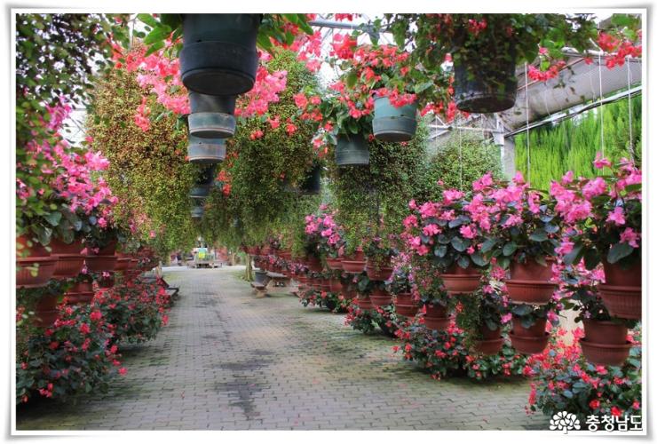 꽃길만 걷고 싶을땐 아산 세계꽃식물원