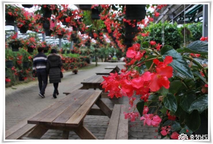 꽃길만 걷고 싶을땐 아산 세계꽃식물원 사진
