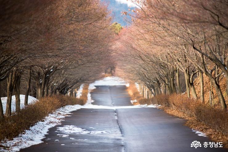 천안독립기념관단풍나무길의겨울 6