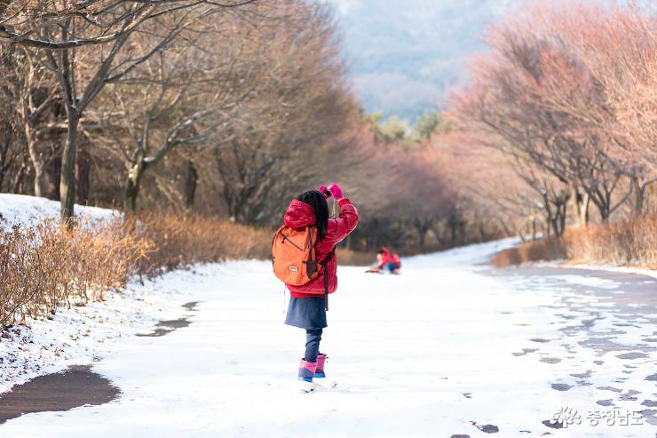 천안독립기념관단풍나무길의겨울 9