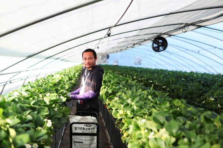 딸기농장에서 일하는 외국인 근로자