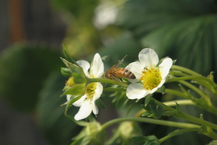 꿀벌이 수분을 시켜주는 딸기꽃