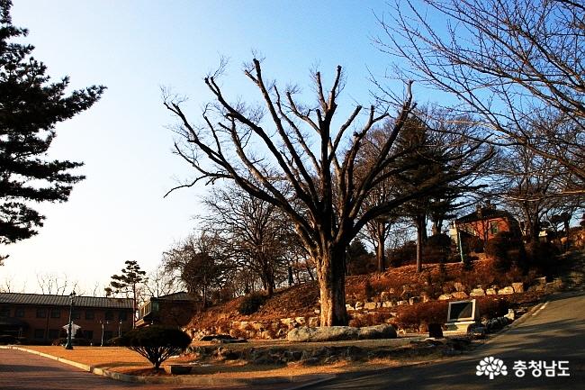 한국에서가장아름다운아산공세리성당 3