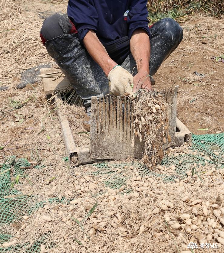 맥문동을 수확후 뿌리 따내는 모습