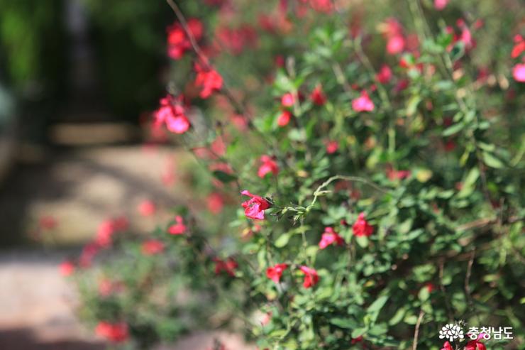 아산세계꽃식물원으로봄꽃나들이가볼까 8