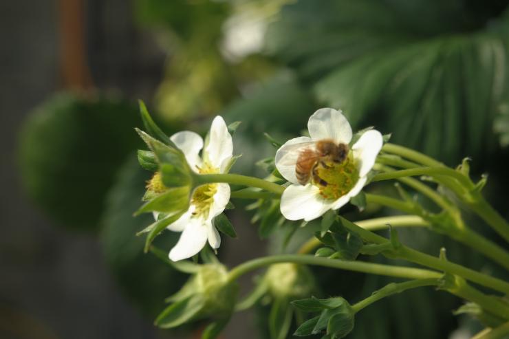 하얗게 피어 있는 딸기꽃과 꿀벌