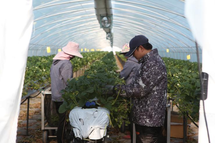 딸기농장에서 일하고 있는 외국인 근로자