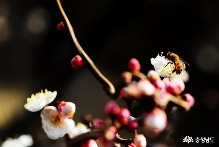 매화꽃을 찾아 벌 한마리가 날아와 앉아 꿀을 따고 있다.