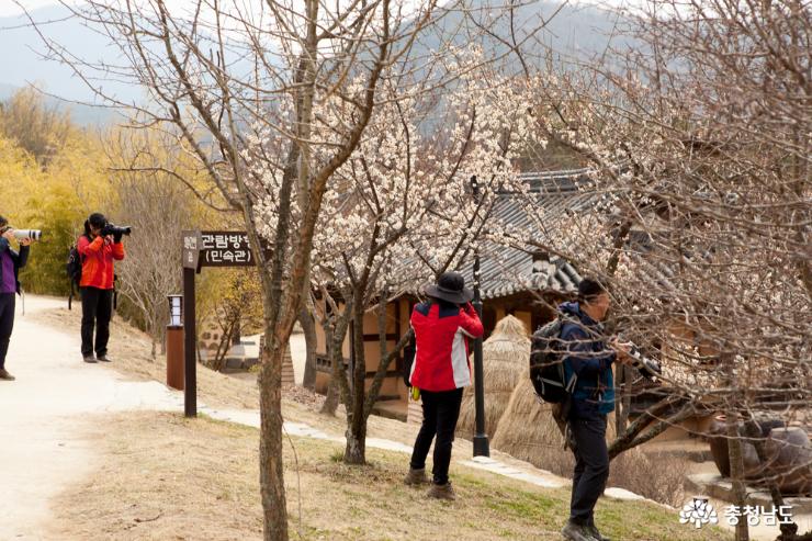 봄맞이 걷기좋은, 아산 외암마을 사진