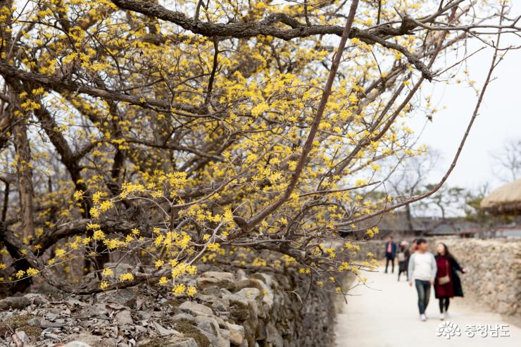 봄맞이 걷기좋은, 아산 외암마을 사진