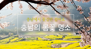 [카드뉴스] 충남의 봄꽃 명소 10곳 추천