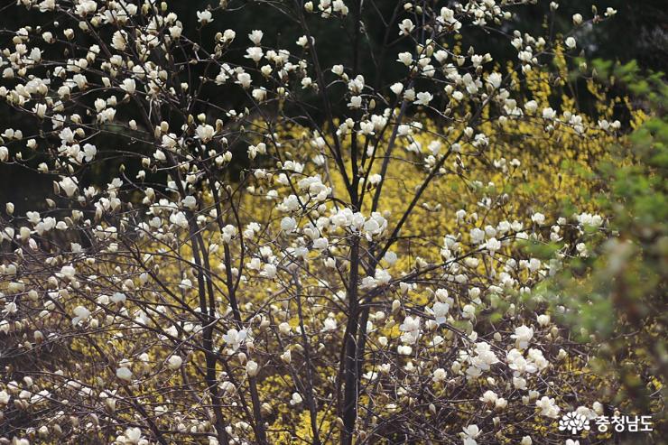 봄꽃으로 물드는 천안시청 사진