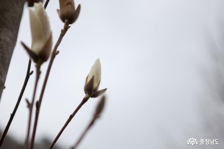 화사한꽃망울적시는반가운봄비 6