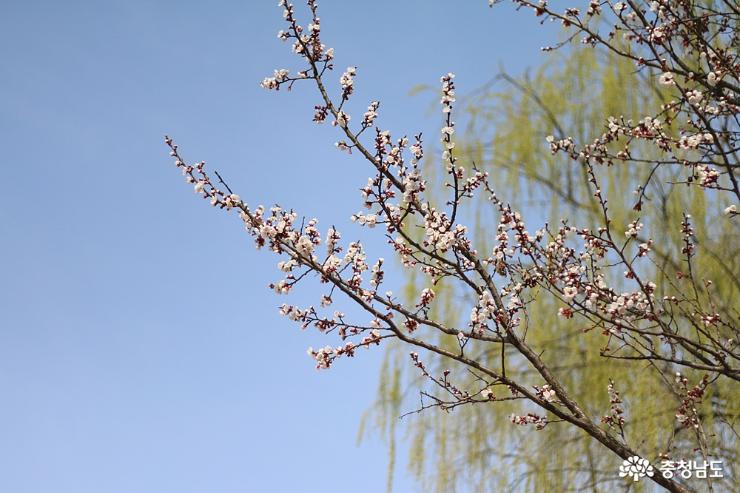 천안삼거리공원은벚꽃이피고 2