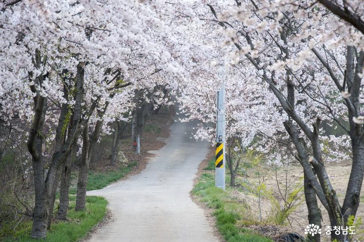 홍성백월산자락그림같은봄꽃풍경 1