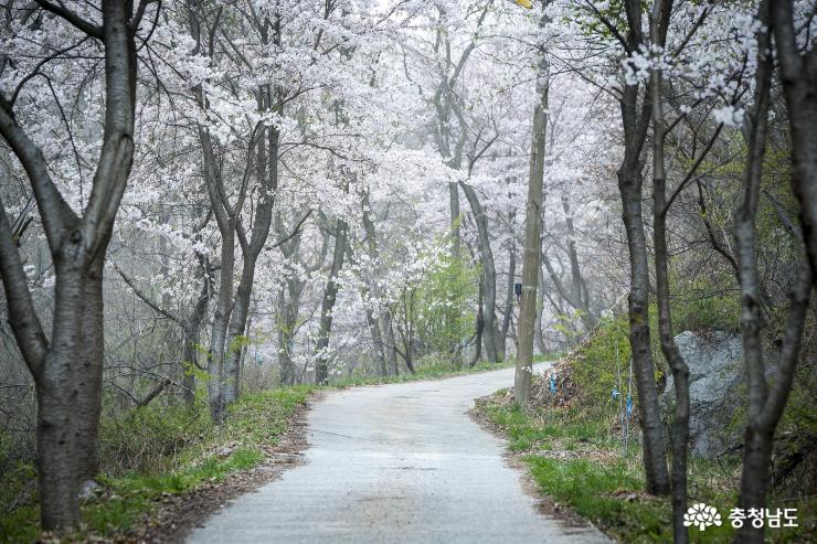 홍성백월산자락그림같은봄꽃풍경 3