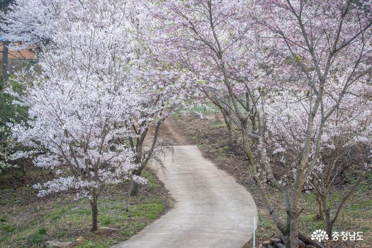 홍성 백월산 자락 그림같은 봄꽃 풍경 사진