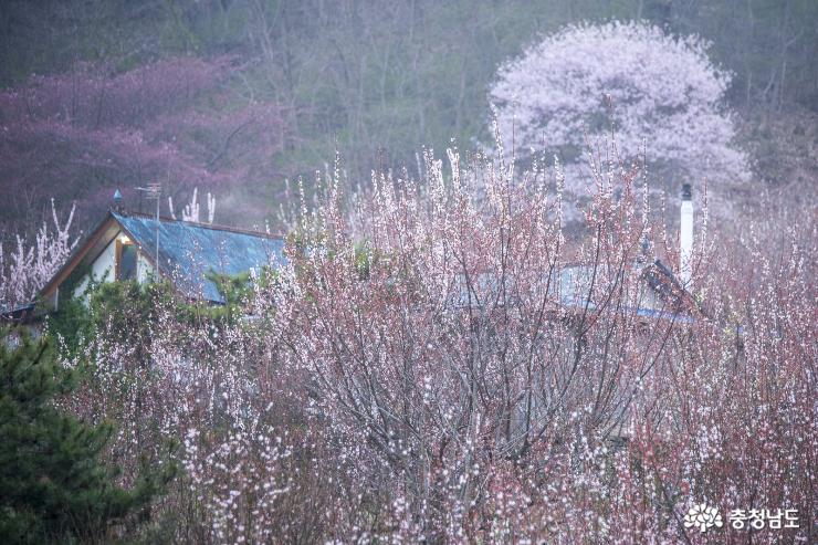 홍성 백월산 자락 그림같은 봄꽃 풍경 사진