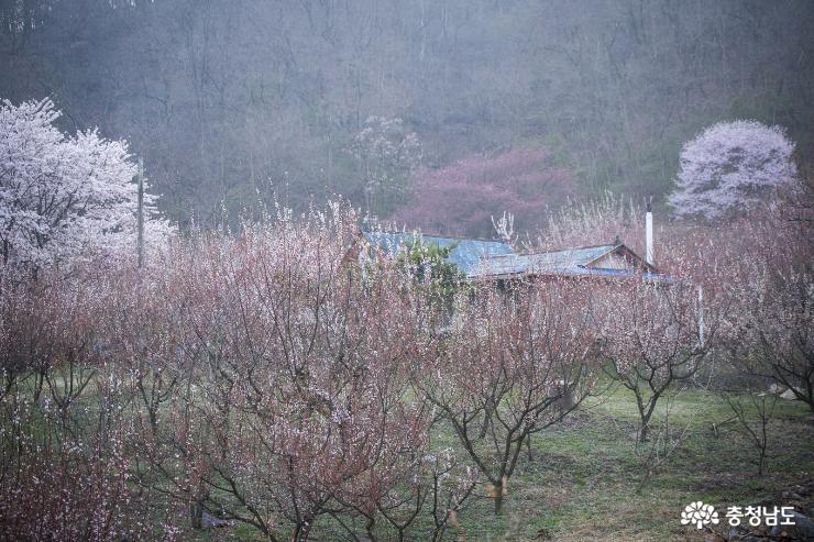 홍성백월산자락그림같은봄꽃풍경 8