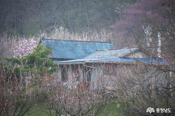 홍성백월산자락그림같은봄꽃풍경 9