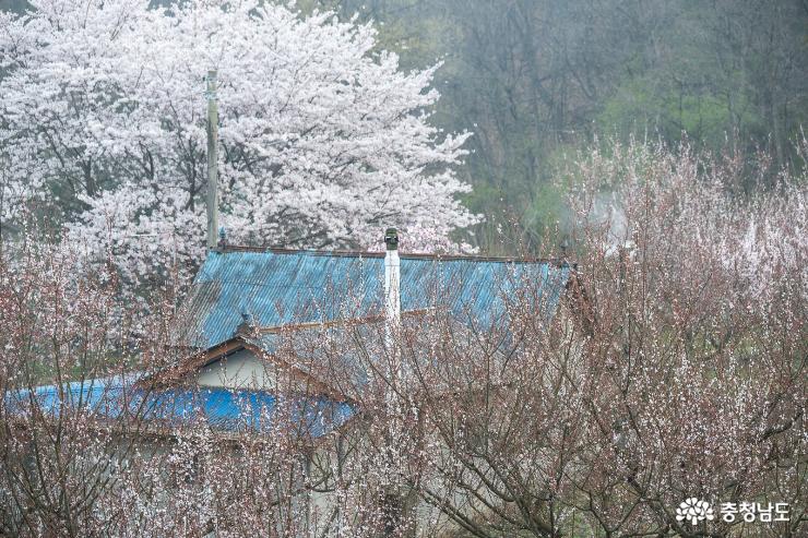 홍성백월산자락그림같은봄꽃풍경 10