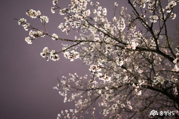 천안 삼거리 벚꽃 그리고 밤 풍경