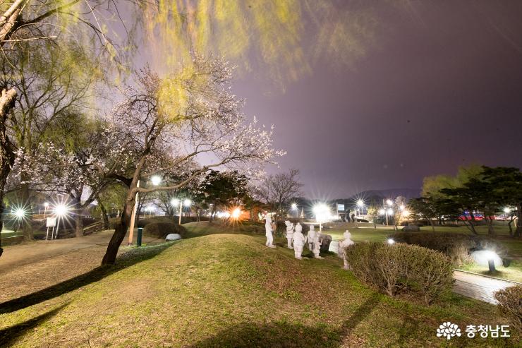 천안삼거리벚꽃그리고밤풍경 2
