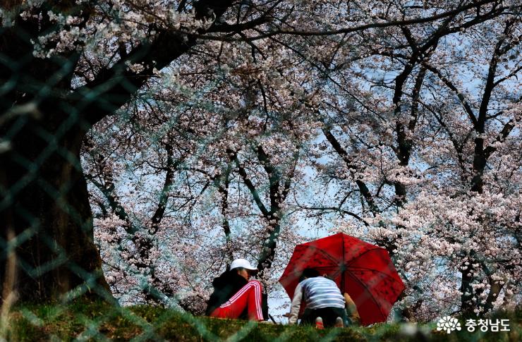 벚꽃이 핀 충남역사박물관에서 가족들이 봄을 만끽하고 있다.