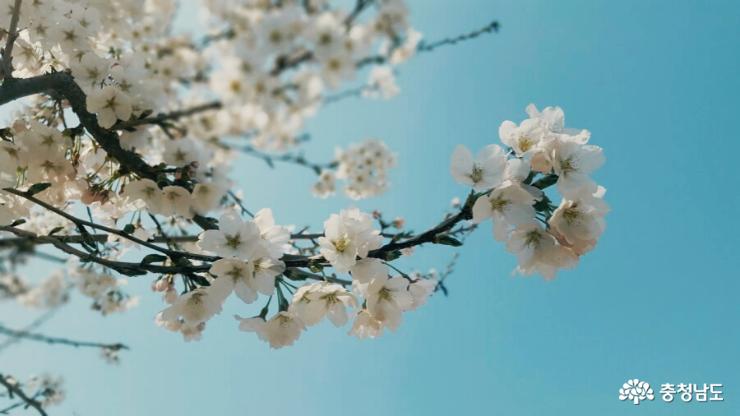 천안 아산 도심에서 벚꽃놀이 즐기는 방법
