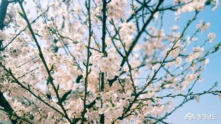 천안아산도심에서벚꽃놀이즐기는방법 1