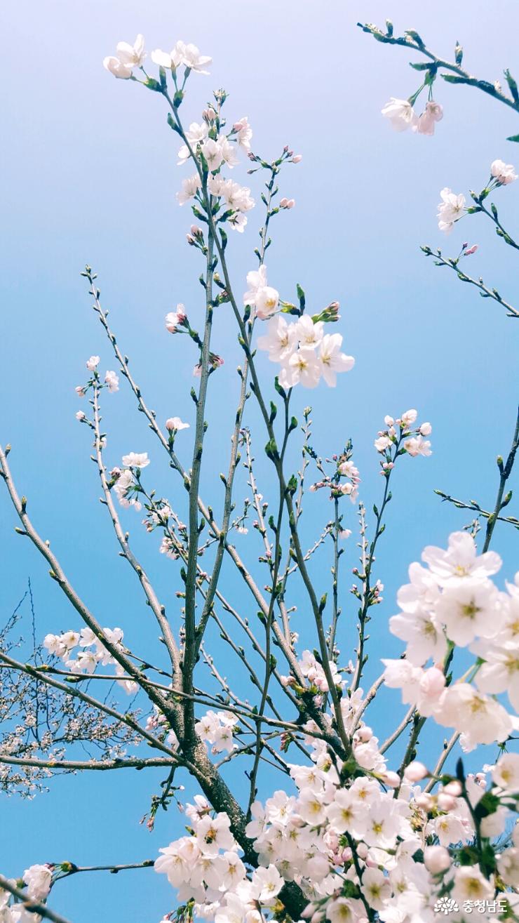 천안아산도심에서벚꽃놀이즐기는방법 11